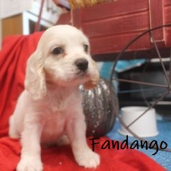 puppy, for, sale, Cocker Spaniel, Joe & Cherri  Overlease, dog, breeder, Miller, MO, dog-breeder, puppy-for-sale, forsale, nearby, find, puppyfind, locator, puppylocator, aca